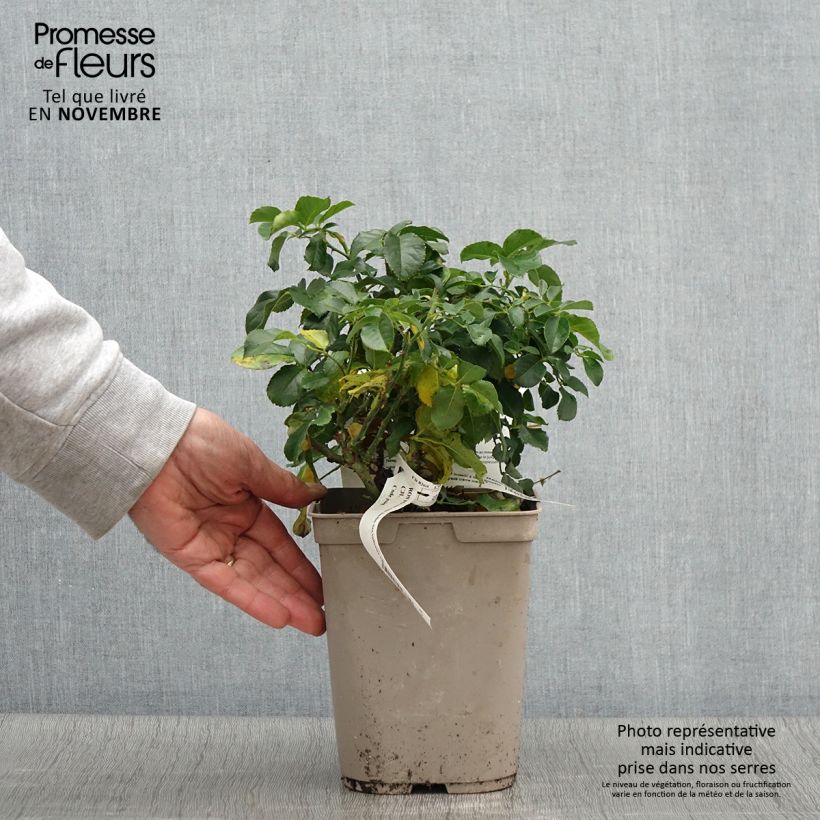 Amostra de Roseira floribunda Jardin des Tuileries Vaso de 3 L/4 L tal como entregue no outono