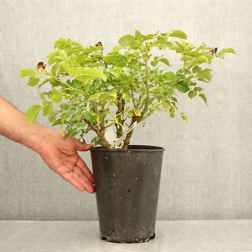 Amostra de Roseira floribunda Jardin des Tuileries Vaso de 3 L/4 L tal como entregue no verão