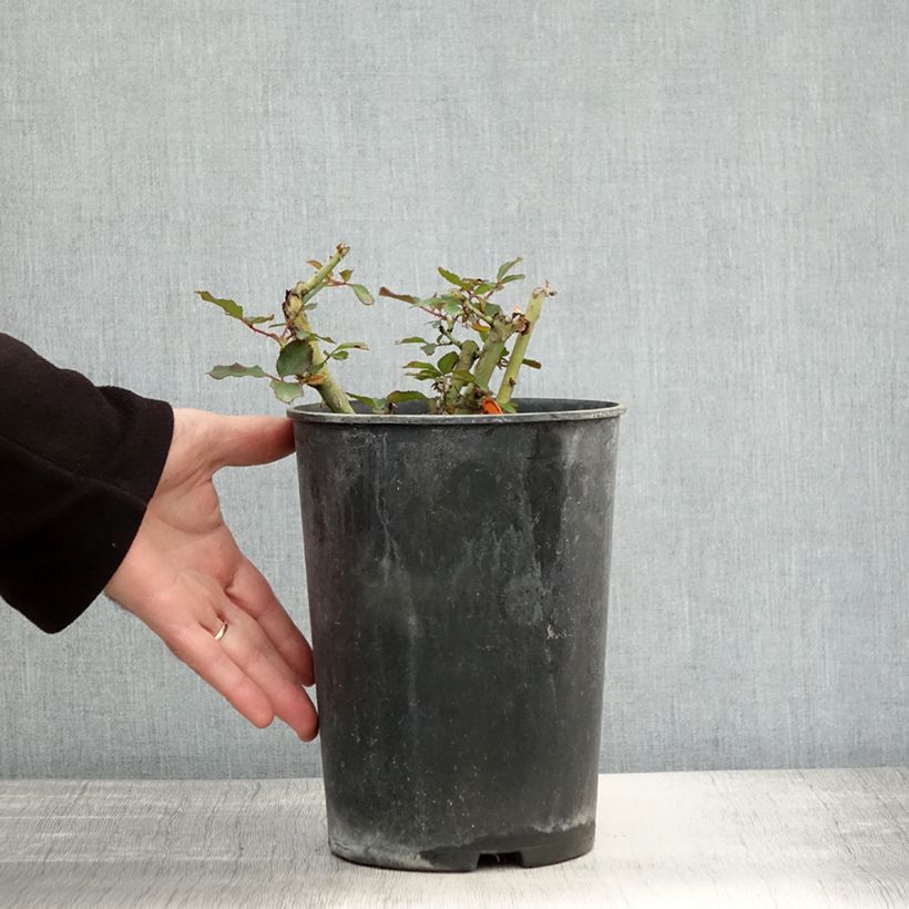 Amostra de Rosier Jubilé du Prince de Monaco Pot de 4L/5L tal como entregue no outono