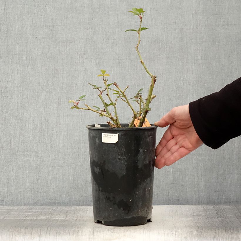 Amostra de Roseira arbustiva Jubilé du Prince de Monaco Vaso de 4 L/5 L tal como entregue no inverno