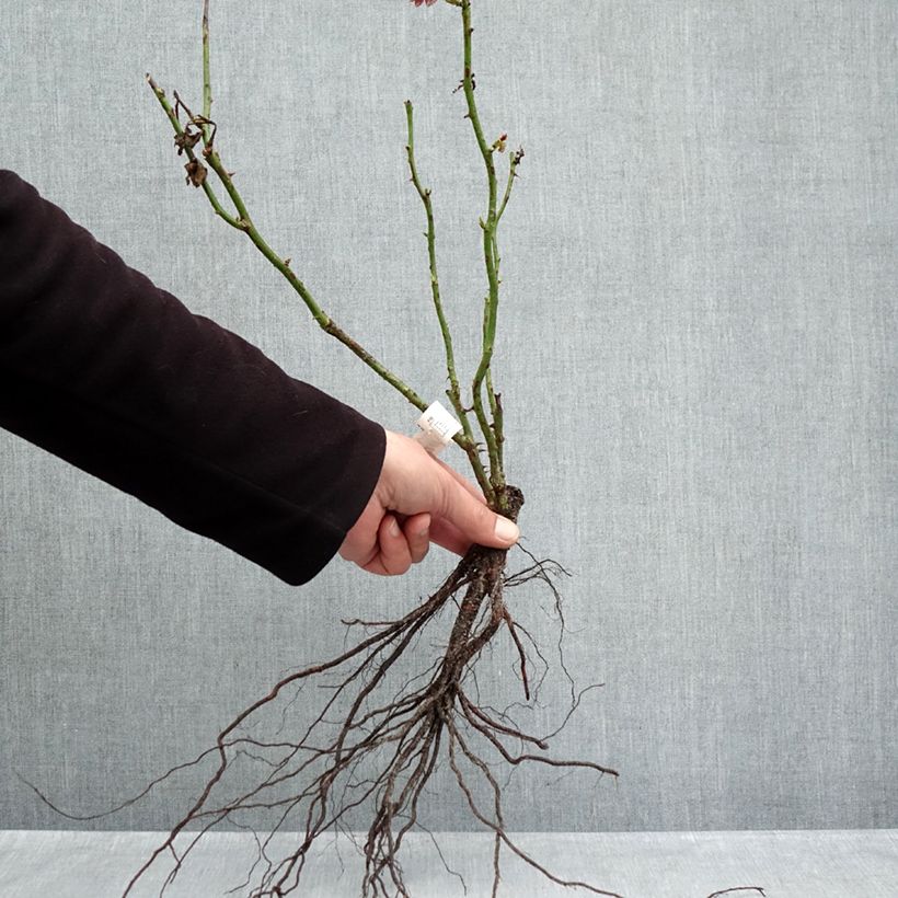 Amostra de Roseira arbustiva Jubilé du Prince de Monaco Raízes nuas tal como entregue no inverno