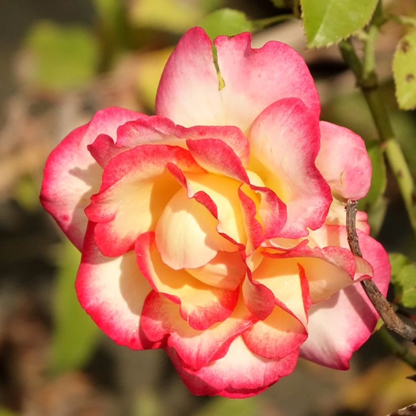 Roseira híbrida de chá Leo Ferré (Floração)