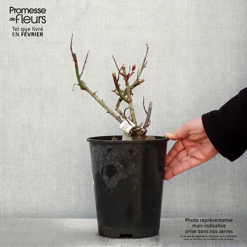 Amostra de Roseira híbrida de chá Leo Ferré Vaso de 4 L/5 L tal como entregue no inverno