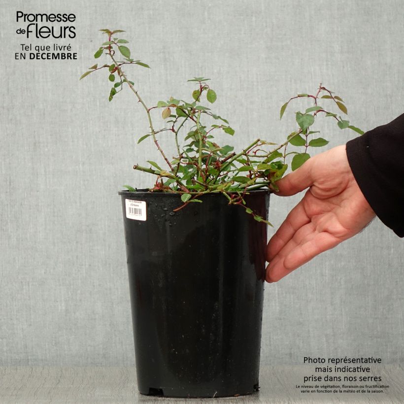 Amostra de Roseira trepadeira Adélaïde d'Orléans Vaso de 4 L/5 L tal como entregue no outono