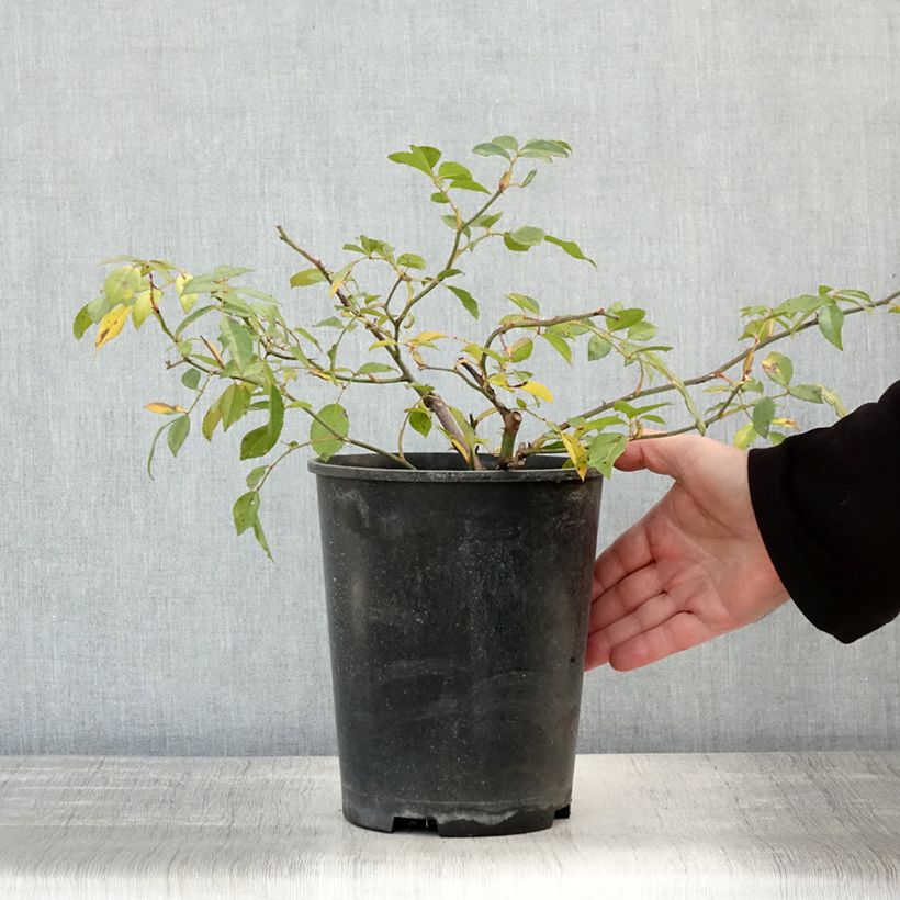 Amostra de Roseira trepadeira Albéric Barbier Vaso de 4 L/5 L tal como entregue no outono