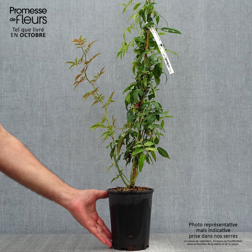 Amostra de Rosier liane banksiae Purezza Pot de 2L/3L tal como entregue no outono