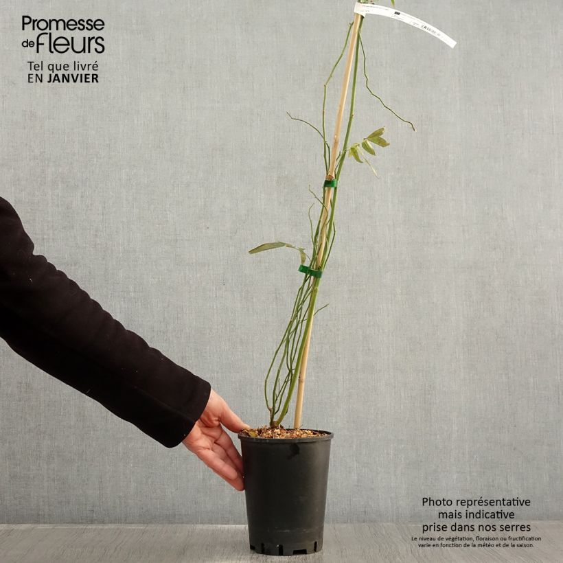 Amostra de Rosier liane banksiae Purezza Pot de 2L/3L tal como entregue no inverno