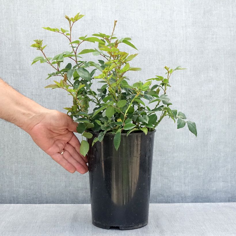 Amostra de Roseira trepadeira Felicité et Perpétue Vaso de 4 L/5 L tal como entregue no verão