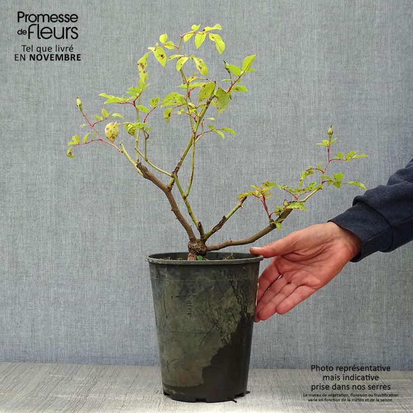 Amostra de Rosa filipes Kiftsgate - Roseira trepadeira Vaso de 4 L/5 L tal como entregue no outono