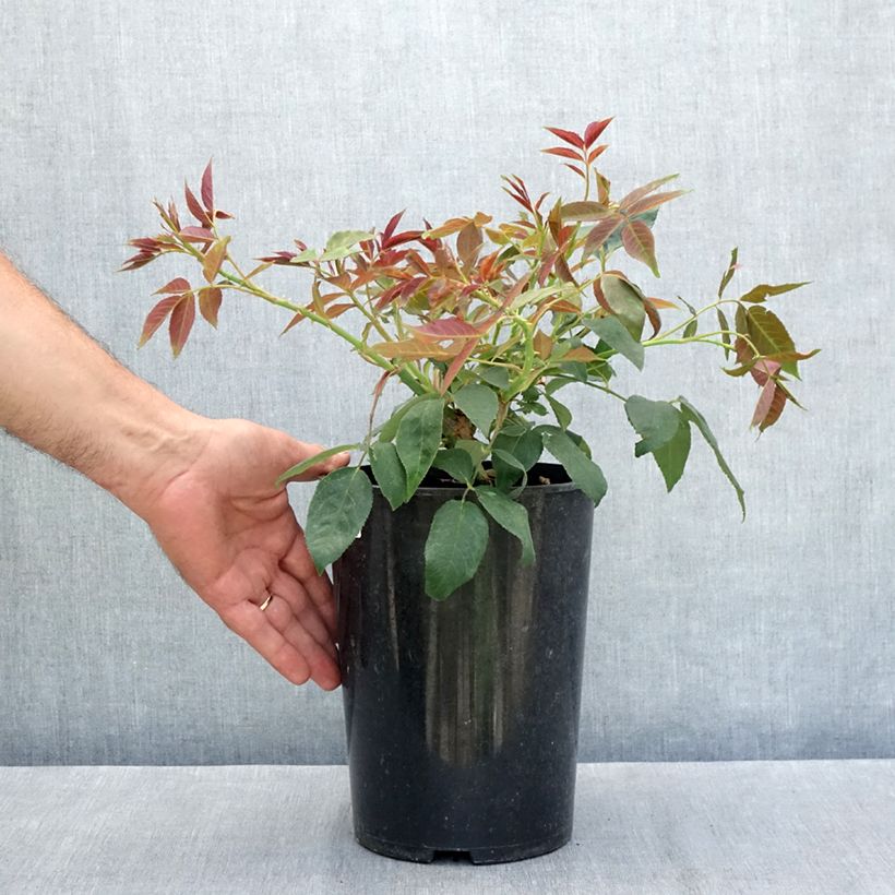 Amostra de Rosa filipes Kiftsgate - Roseira trepadeira Vaso de 4 L/5 L tal como entregue no verão