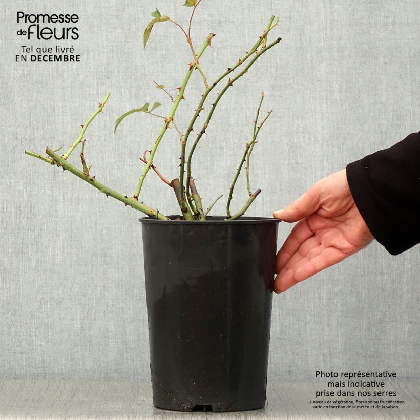 Amostra de Roseira trepadeira Francis E. Lester Vaso de 4 L/5 L tal como entregue no outono