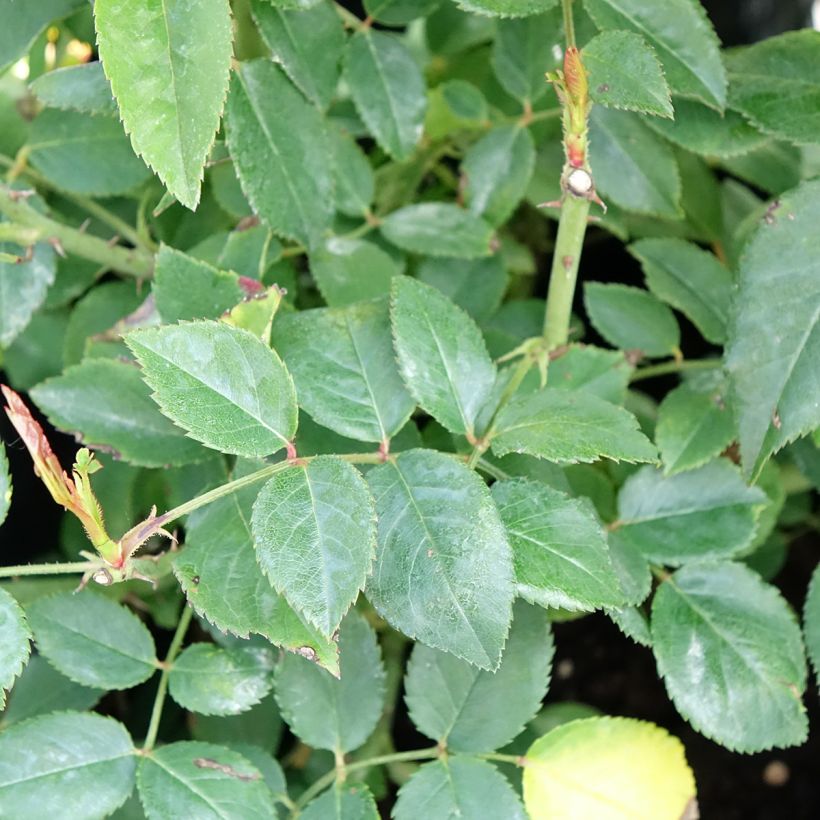 Roseira trepadeira François Juranville (Folhagem)