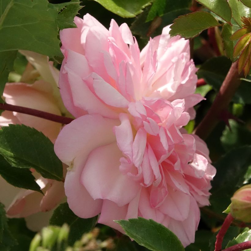 Roseira trepadeira François Juranville (Floração)