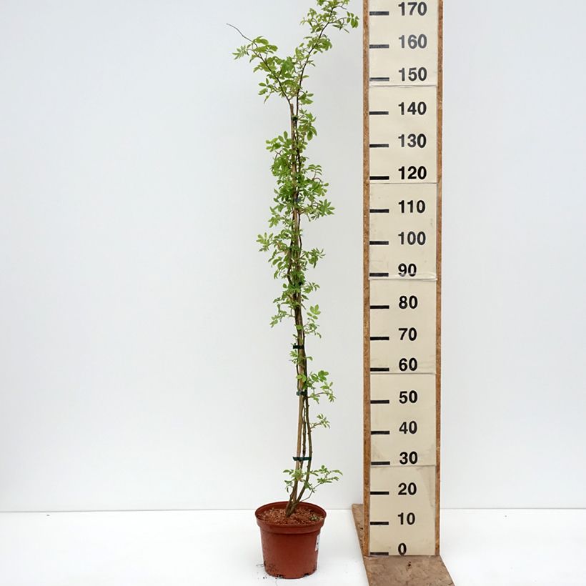 Amostra de Roseira trepadeira Goldfinch Vaso de 4 L/5 L tal como entregue na primavera