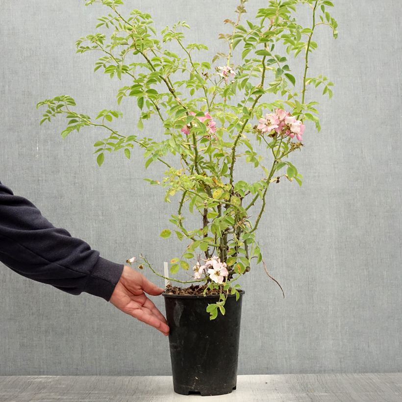 Amostra de Roseira trepadeira Kew Rambler Vaso de 4 L/5 L tal como entregue no verão