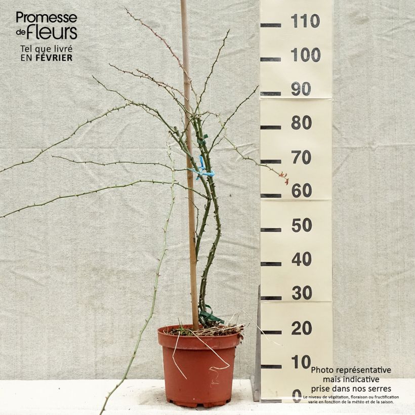 Amostra de Rosier liane Kew Rambler Vaso de 4 L/5 L tal como entregue no inverno