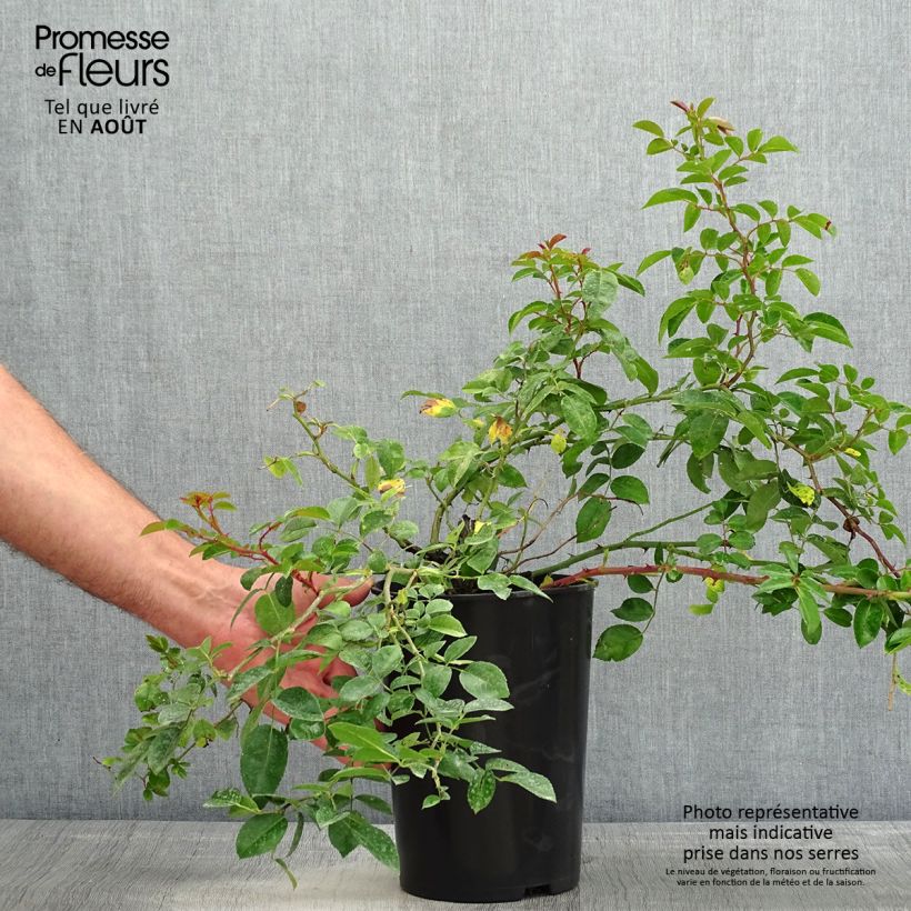Amostra de Roseira trepadeira Paul Noel Vaso de 4 L/5 L tal como entregue no verão