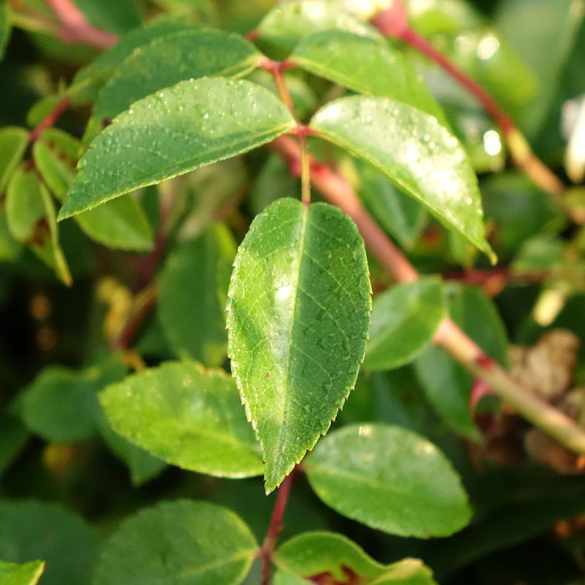Roseira trepadeira Paul Noel (Folhagem)