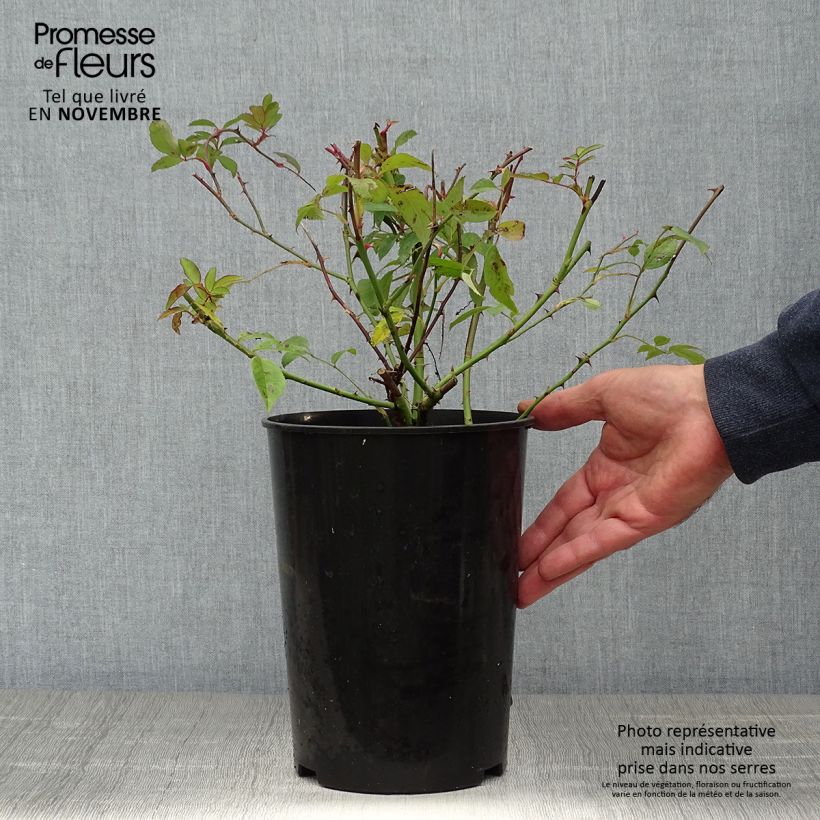 Amostra de Roseira trepadeira Paul's Himalayan Musk Vaso de 4 L/5 L tal como entregue no outono