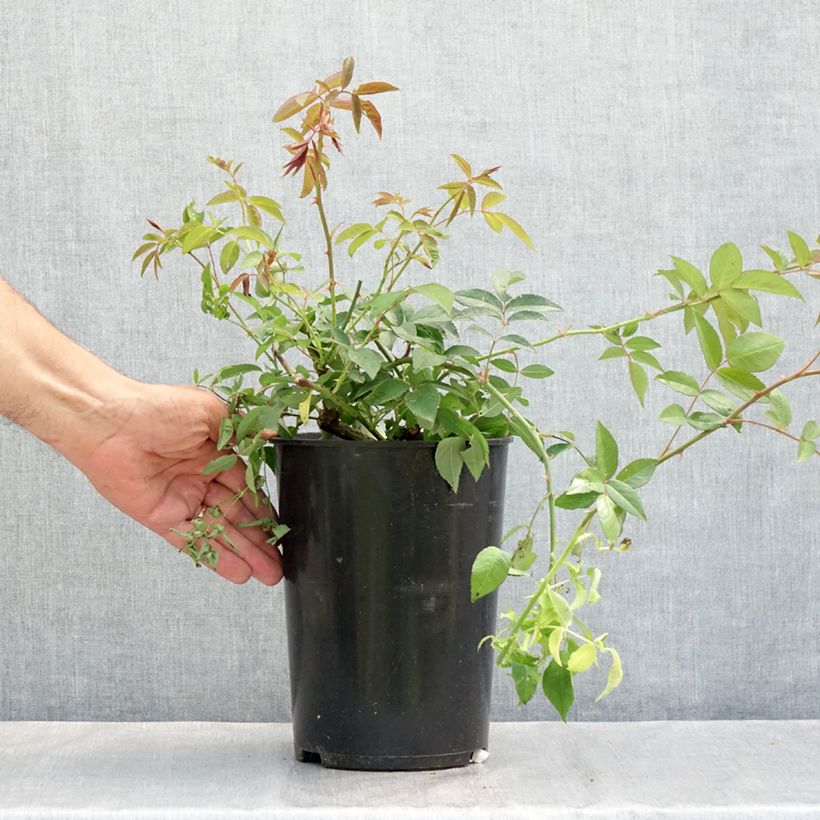 Amostra de Roseira trepadeira Paul's Himalayan Musk Vaso de 4 L/5 L tal como entregue no verão