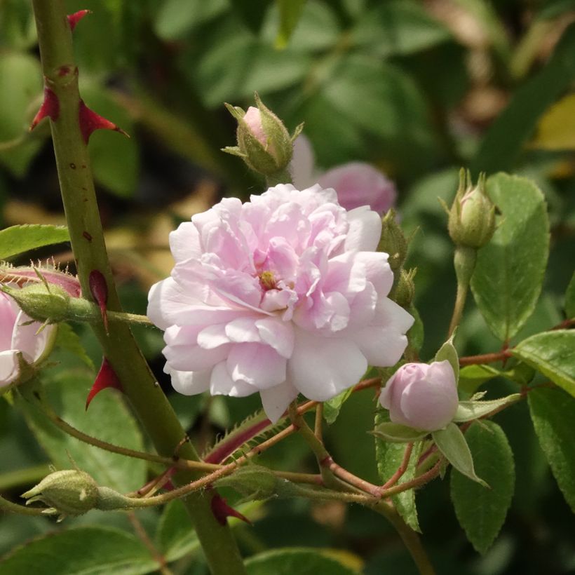 Roseira trepadeira Paul's Himalayan Musk (Floração)