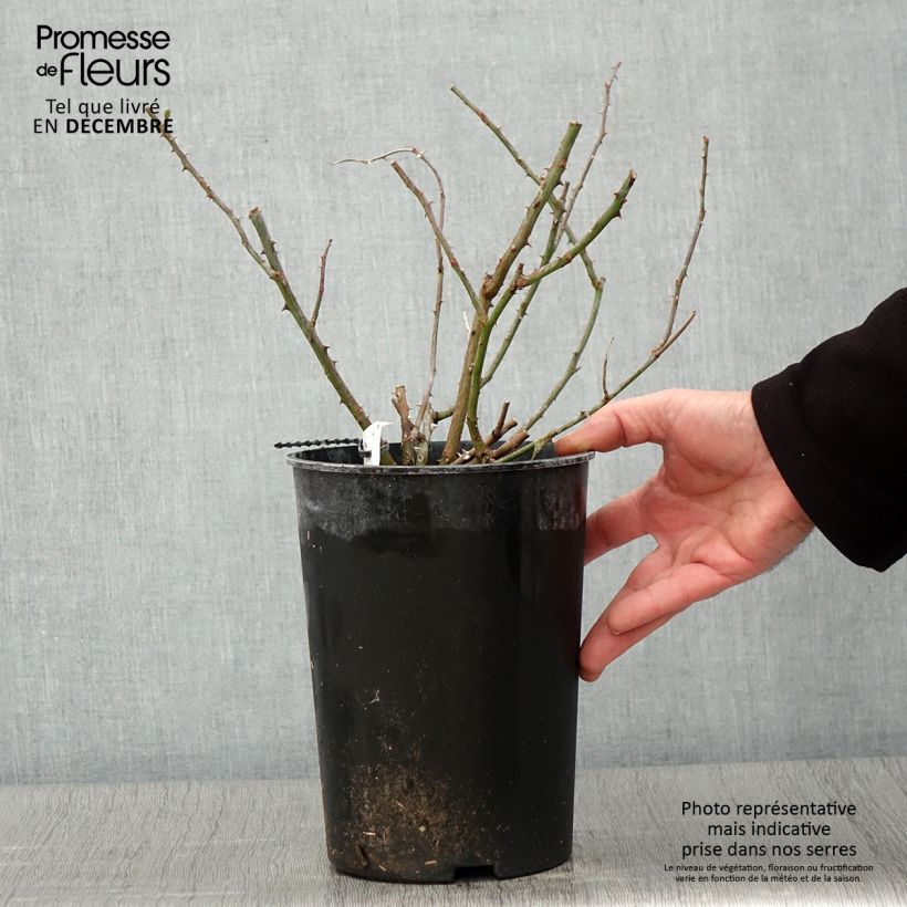 Amostra de Roseira trepadeira Rambling Rector Vaso de 4 L/5 L tal como entregue no outono