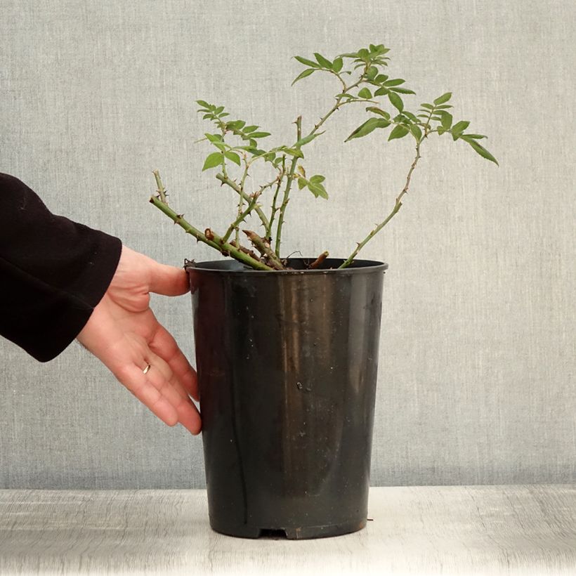 Amostra de Roseira trepadeira Rambling Rector Vaso de 4 L/5 L tal como entregue no inverno