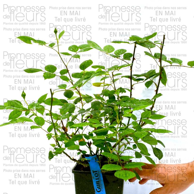 Exemplo de amostra de Rosier Generosa Marc-Antoine Charpentier Vaso de 4 L/5 L tal como entregue