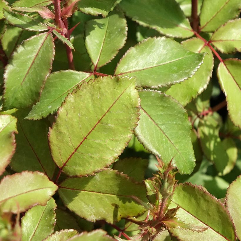 Roseira paisagística anã Pink Chantilly (Folhagem)