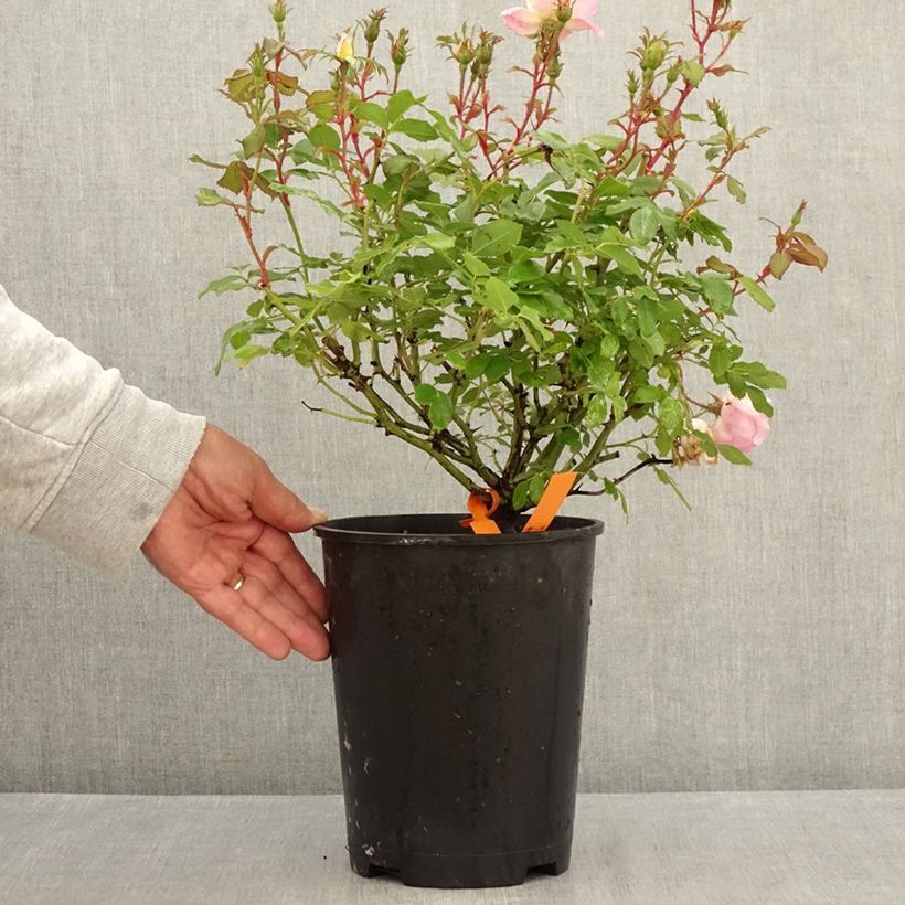 Amostra de Roseira paisagística anã Pink Chantilly Vaso de 4 L/5 L tal como entregue no verão