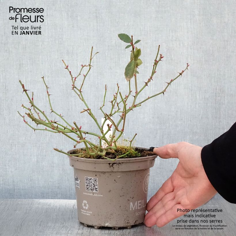 Amostra de Roseira paisagística anã Pink Chantilly Vaso de 4 L/5 L tal como entregue no inverno