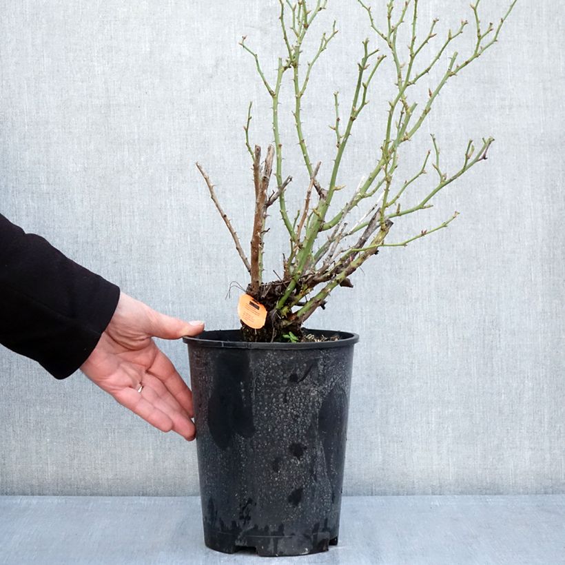 Amostra de Roseira miniatura Belle Symphonie Vaso de 4 L/5 L tal como entregue no inverno