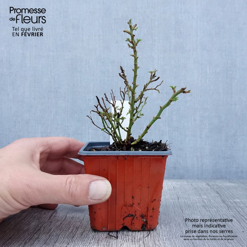 Amostra de Rosier miniature Cutie Pie Godet de 8/9 cm tal como entregue no inverno