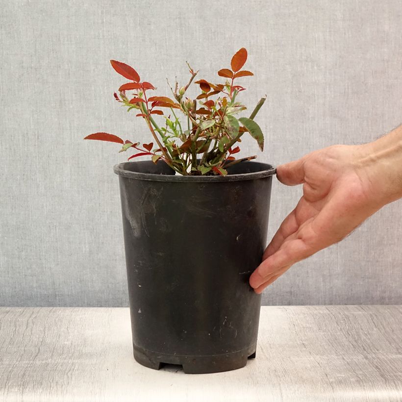Amostra de Roseira miniatura Orange Morsdag Vaso de 3 L/4 L tal como entregue no verão