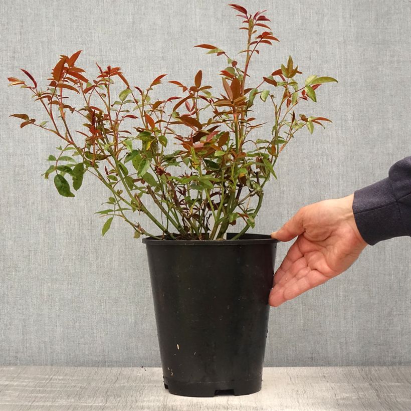 Amostra de Roseira miniatura Orange Morsdag Vaso de 3 L/4 L tal como entregue na primavera