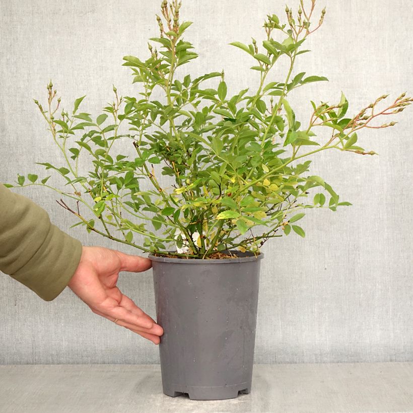 Amostra de Roseira miniatura Ma Fille Sara Vaso de 4 L/5 L tal como entregue na primavera