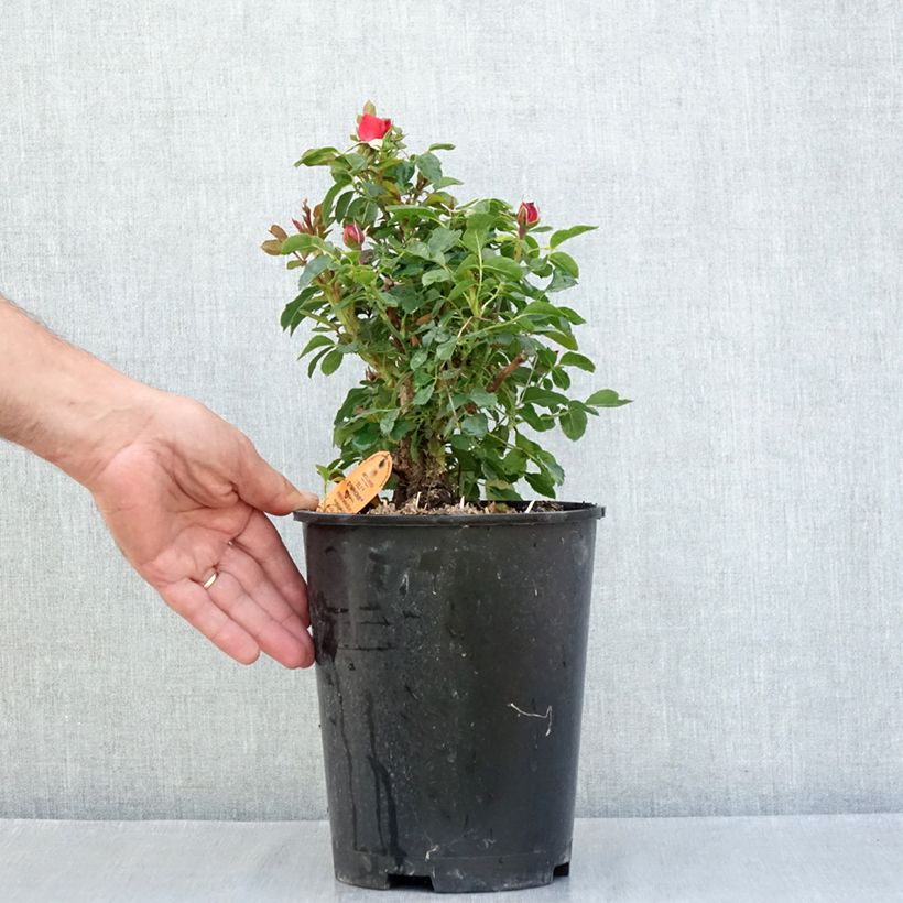 Amostra de Rosier miniature Tilt Symphonie Pot de 4L/5L tal como entregue no verão