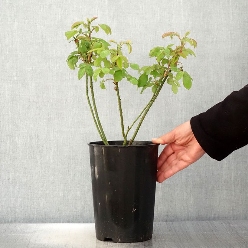 Amostra de Roseira antiga Mme Boll Vaso de 4 L/5 L tal como entregue na primavera