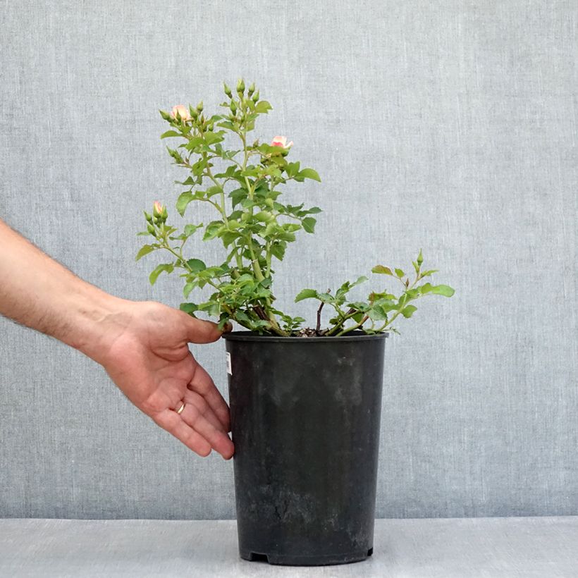 Amostra de Roseira miniatura Aria Babylon Eyes Vaso de 4 L/5 L tal como entregue no verão