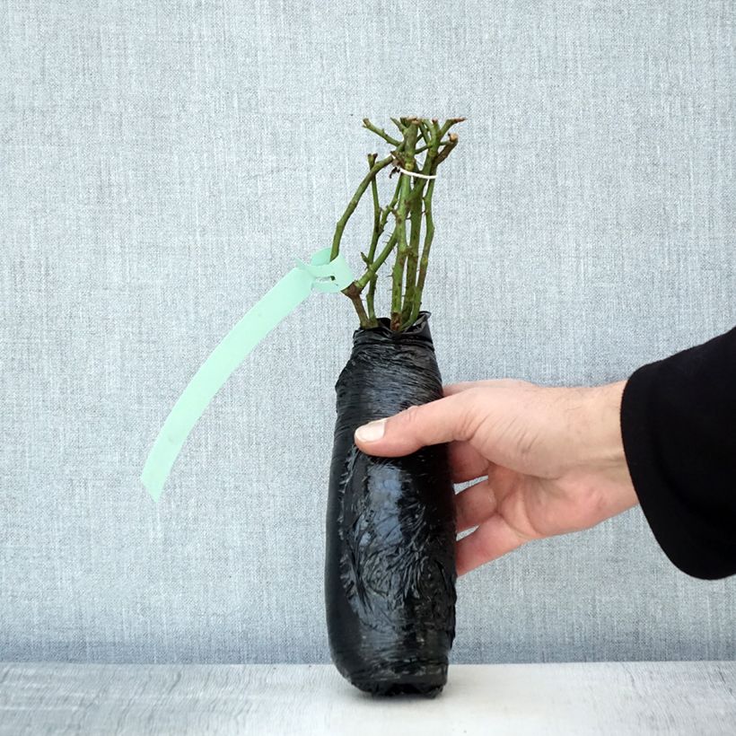 Amostra de Roseira miniatura Aria Babylon Eyes Raízes nuas em torrão tal como entregue no inverno