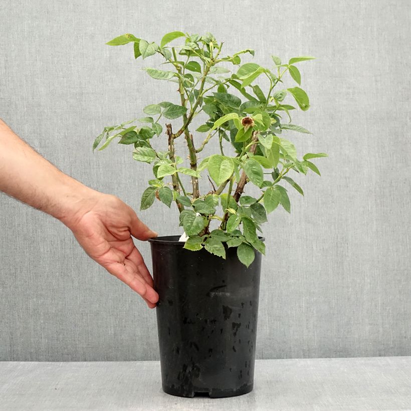 Amostra de Roseira miniatura Bordure d'Or Vaso de 3 L/4 L tal como entregue no verão