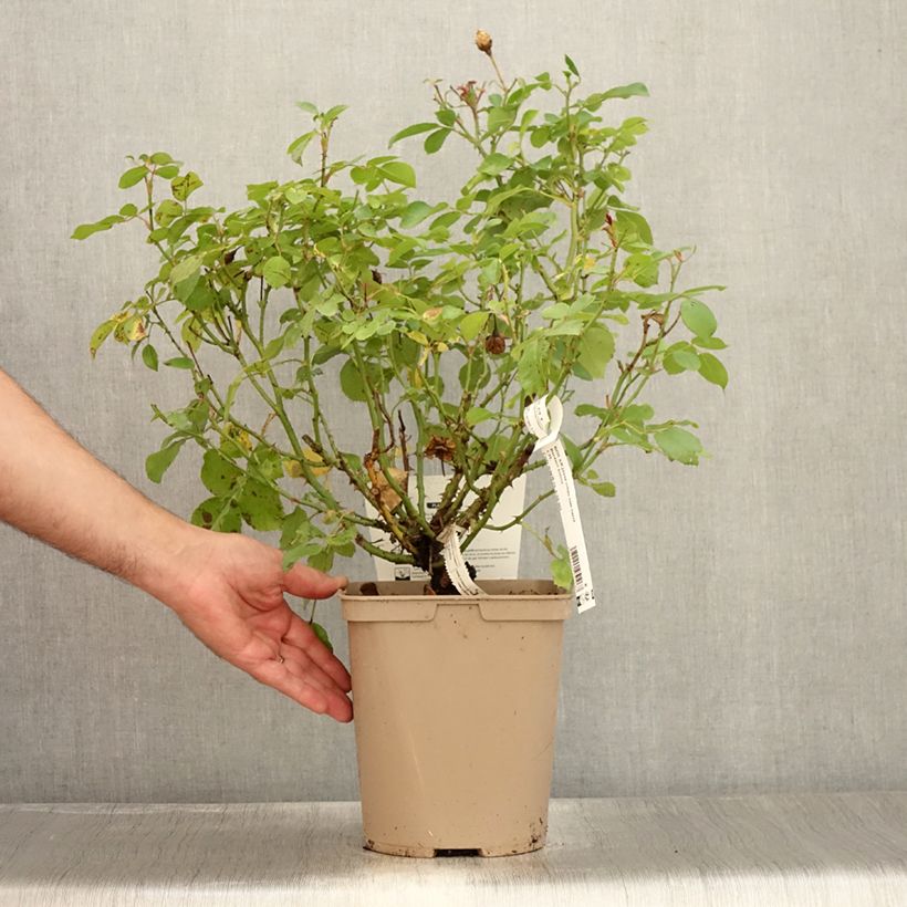 Amostra de Roseira miniatura Bordure Nacrée Vaso de 4 L/5 L tal como entregue no verão