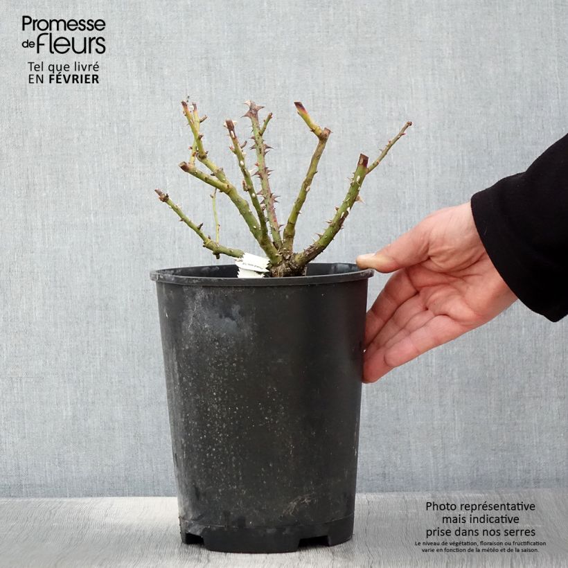 Amostra de Rosier nain Bordure Vive Vaso de 4 L/5 L tal como entregue no inverno