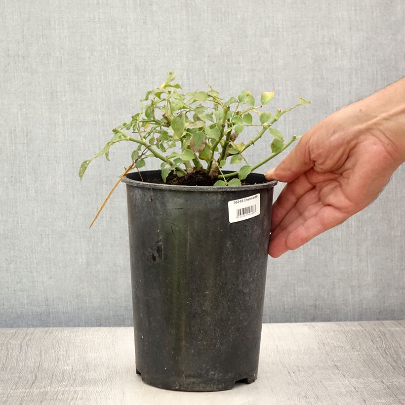 Amostra de Roseira miniatura Charmant Vaso de 2 L/3 L tal como entregue no verão