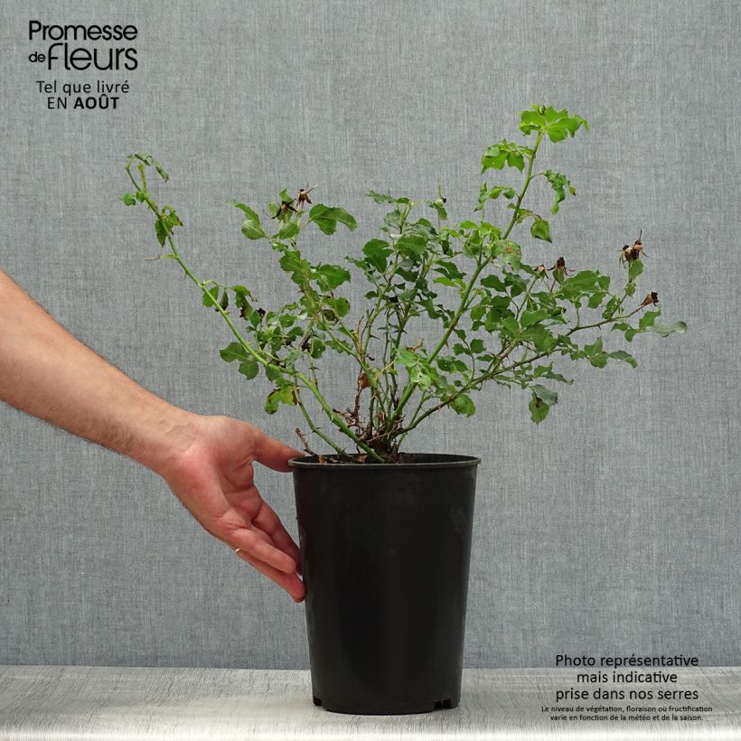 Amostra de Roseira miniatura Cream Babylon Eyes Vaso de 4 L/5 L tal como entregue no verão