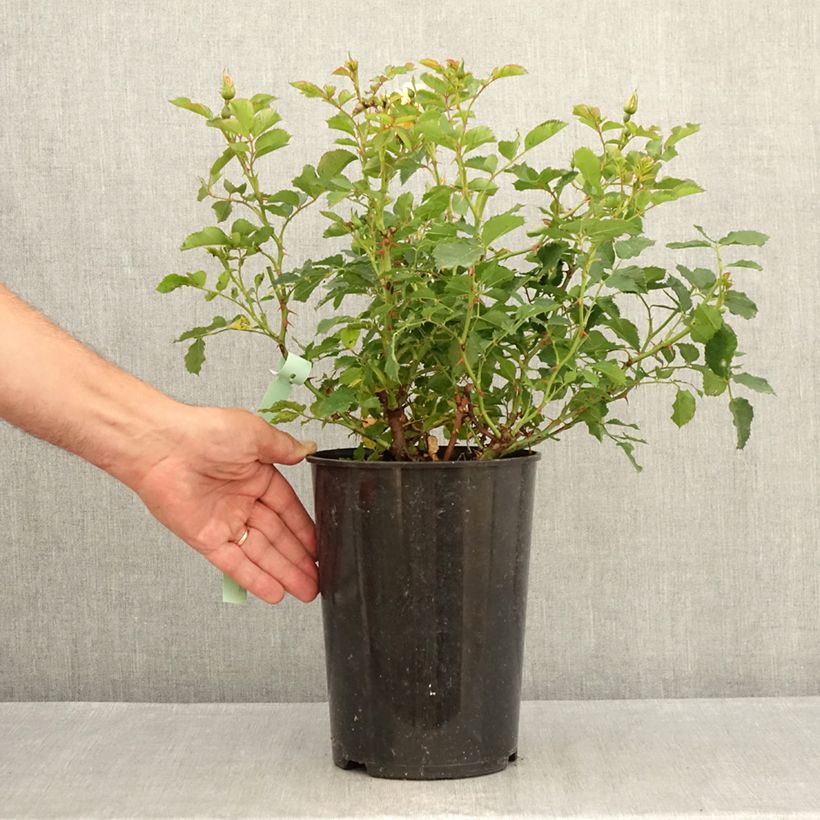 Amostra de Roseira miniatura Fancy Babylon Eyes Vaso de 4 L/5 L tal como entregue no verão