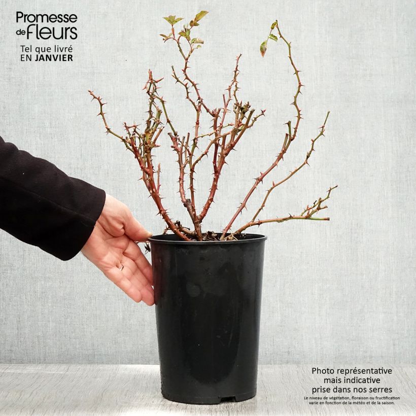 Amostra de Roseira miniatura Fancy Babylon Eyes Vaso de 4 L/5 L tal como entregue no inverno