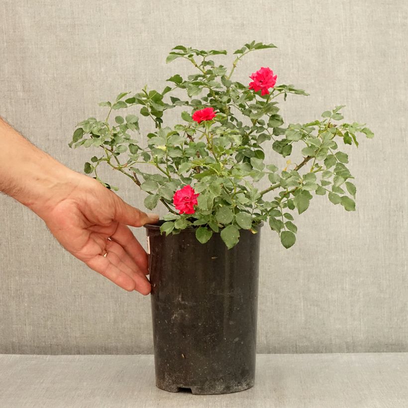 Amostra de Roseira miniatura Morsdag Vaso de 3 L/4 L tal como entregue no verão