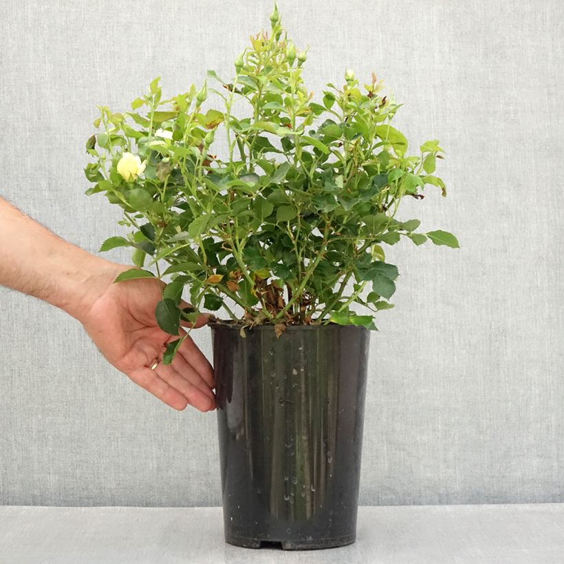 Amostra de Roseira miniatura Glorious Babylon Eyes Vaso de 4 L/5 L tal como entregue no verão
