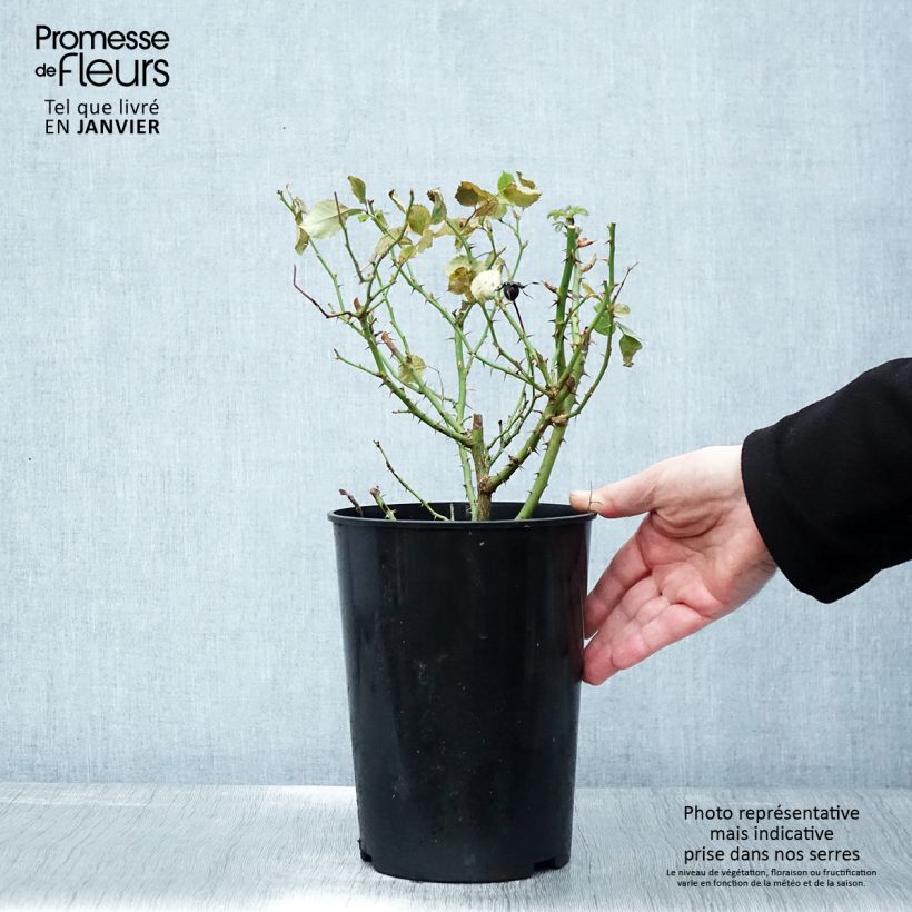 Amostra de Rosier nain Glorious Babylon Eyes  Vaso de 4 L/5 L tal como entregue no inverno